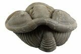 Removable, Wide Enrolled Flexicalymene Trilobite - Mt Orab, Ohio #329777-1
